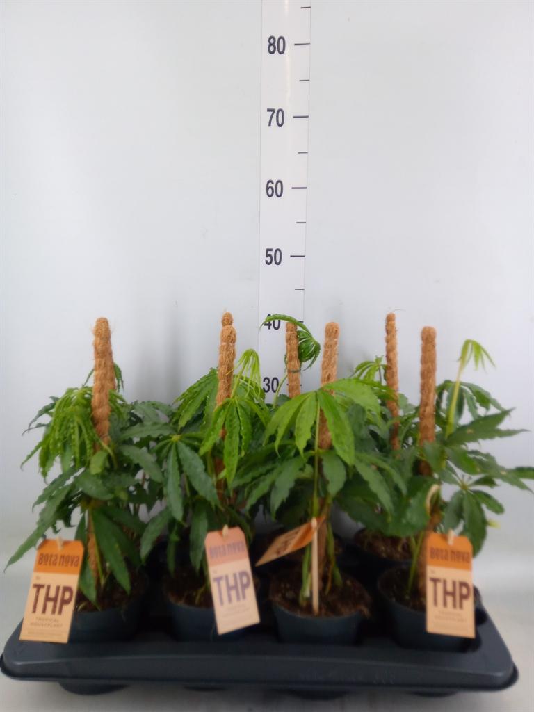 Горшечные цветы и растения оптом Anthurium   ... от 8шт из Голландии с доставкой по России