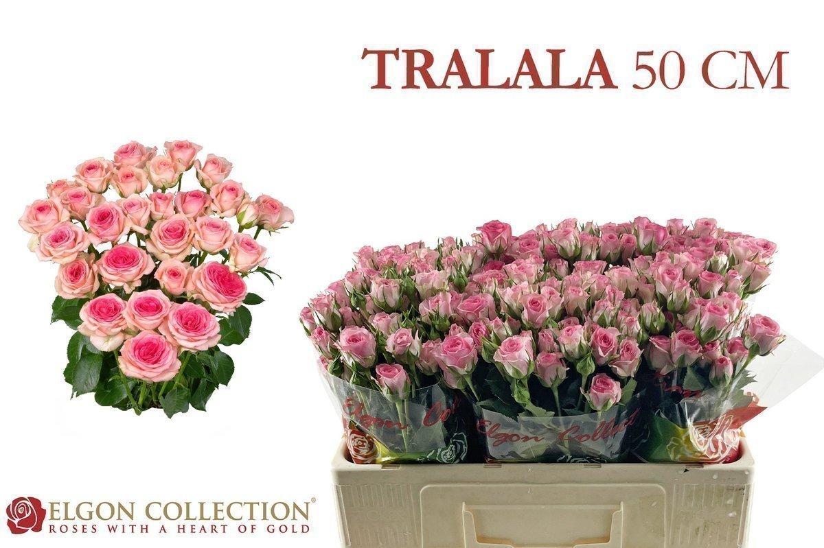 Срезанные цветы оптом Rosa spray tralala от 60шт. из Голландии с доставкой по России