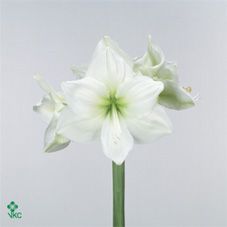 Срезанные цветы оптом Hippeastrum polaris от 12шт из Голландии с доставкой по России