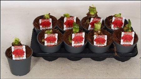 Горшечные цветы и растения оптом Hipp Red Peacock 2pp от 8шт из Голландии с доставкой по России