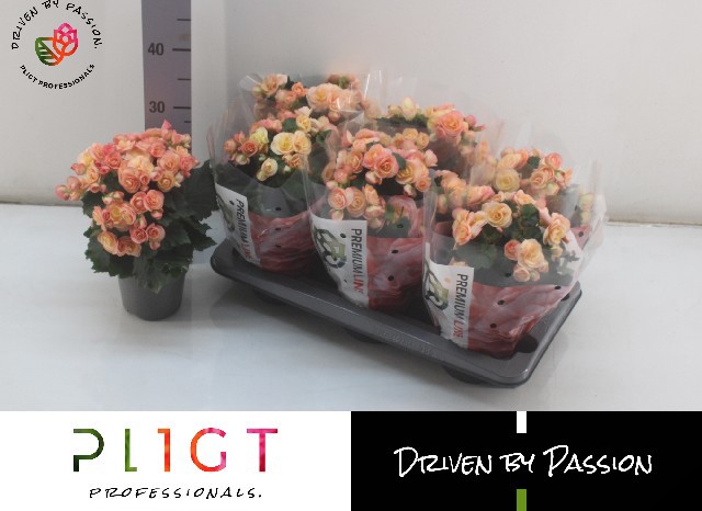 Горшечные цветы и растения оптом Beg Du Hailey Sunset от 6шт (для телеги) из Голландии с доставкой по России