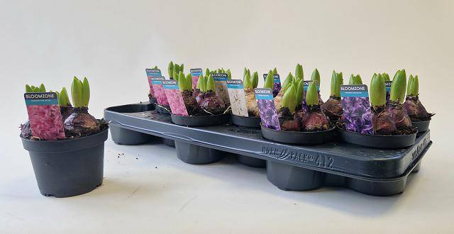 Горшечные цветы и растения оптом Hyacinthus Mix от 12шт из Голландии с доставкой по России