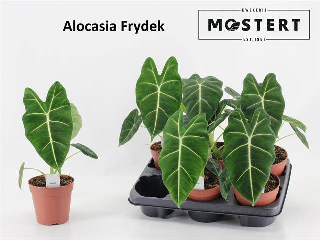 Горшечные цветы и растения оптом Alocasia Silver Dragon от 6шт из Голландии с доставкой по России