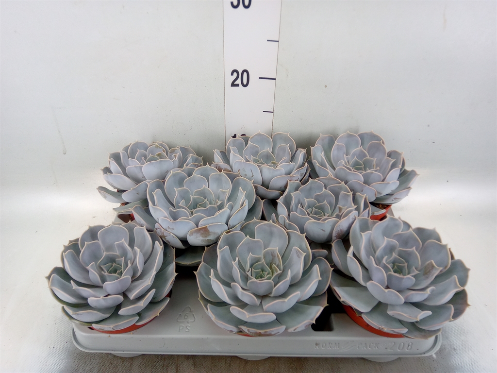 Горшечные цветы и растения оптом Echeveria Lilacina от 8шт из Голландии с доставкой по России