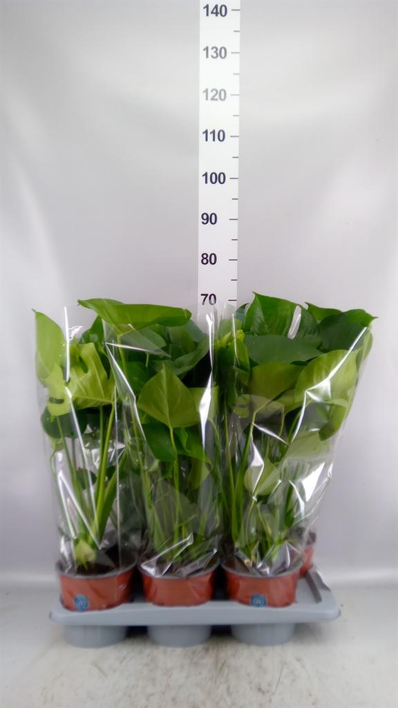 Горшечные цветы и растения оптом Monstera Delic. от 6шт из Голландии с доставкой по России