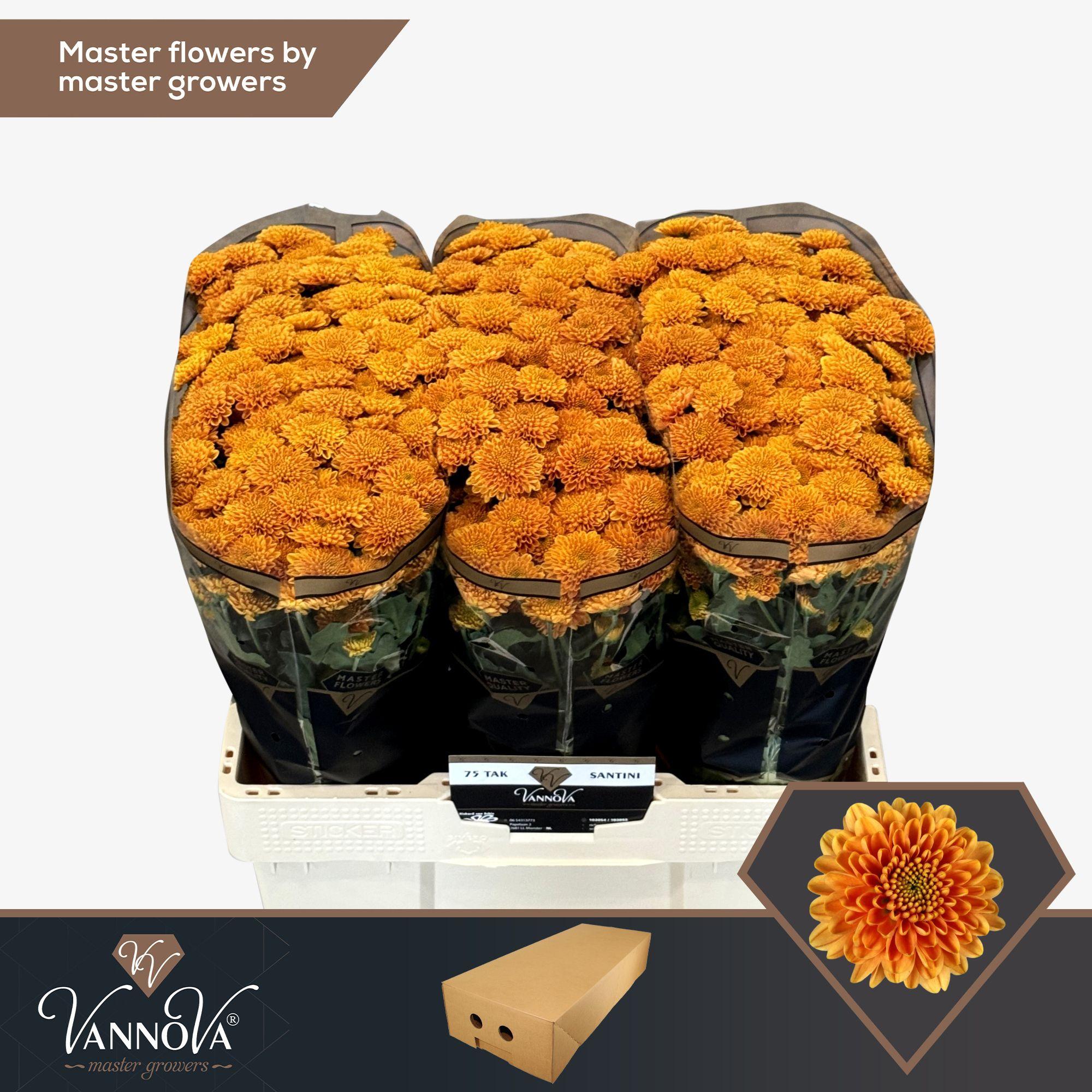 Срезанные цветы оптом Chrys sa ellison orange от 100шт из Голландии с доставкой по России