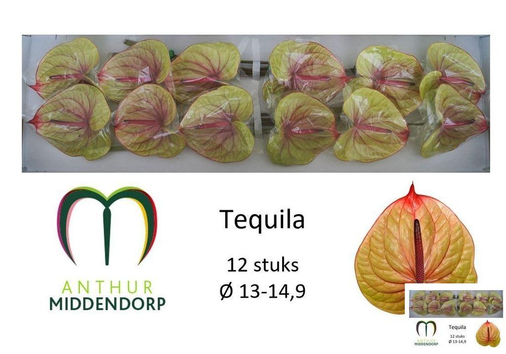 Срезанные цветы оптом Anthurium tequila от 12шт из Голландии с доставкой по России