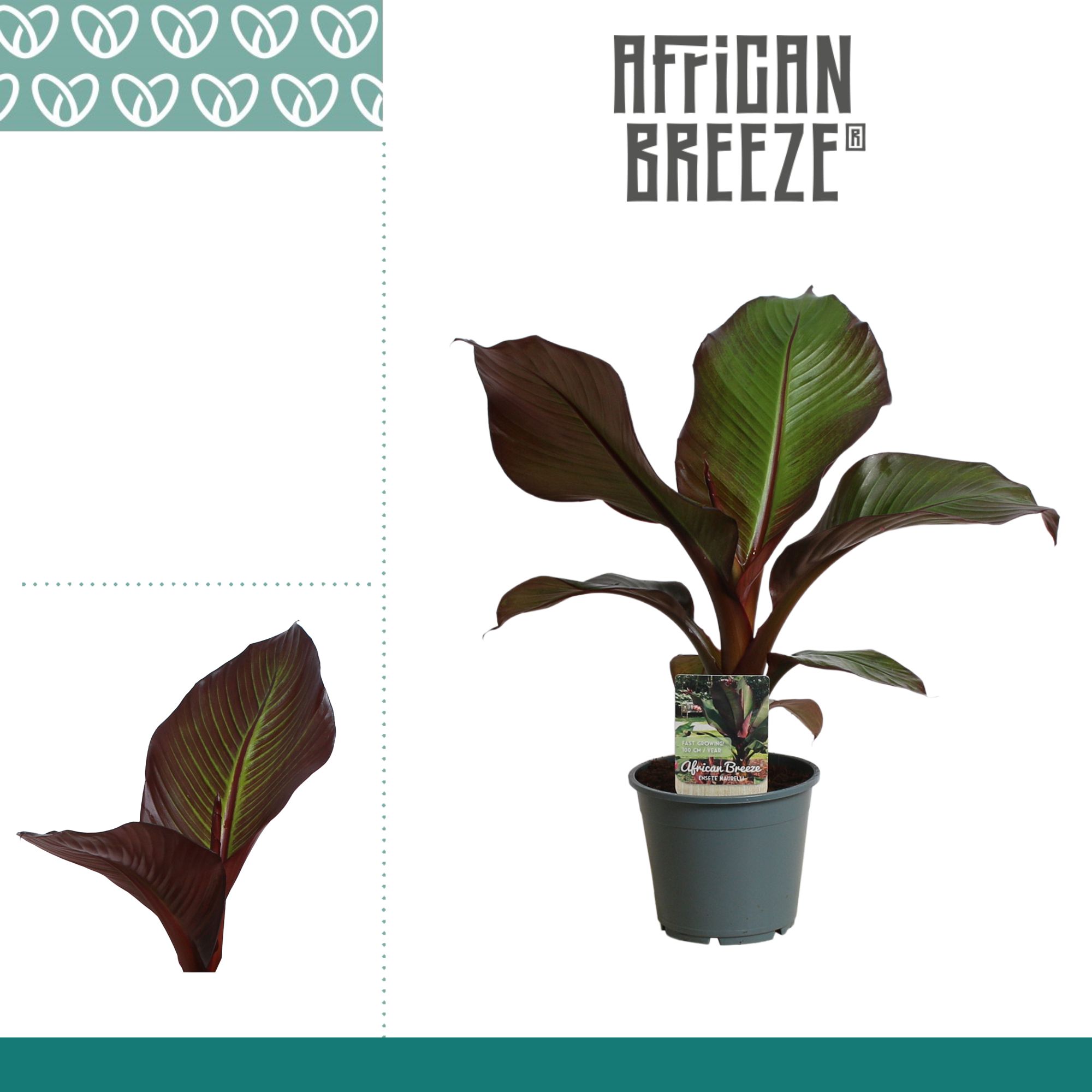 Горшечные цветы и растения оптом Ensete Maurelli Red Banana от 7шт из Голландии с доставкой по России