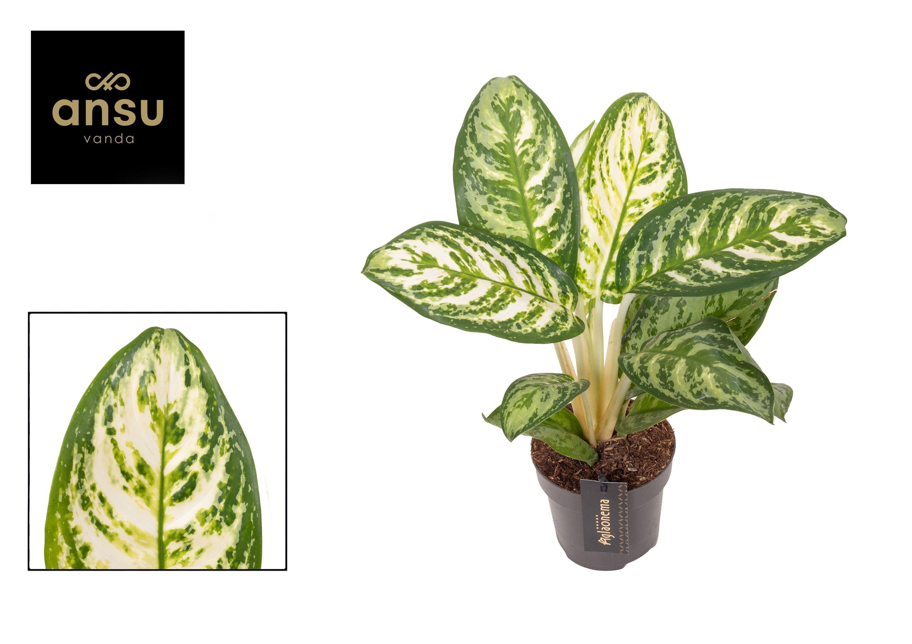 Горшечные цветы и растения оптом Aglaonema Minty Ice от 6шт из Голландии с доставкой по России
