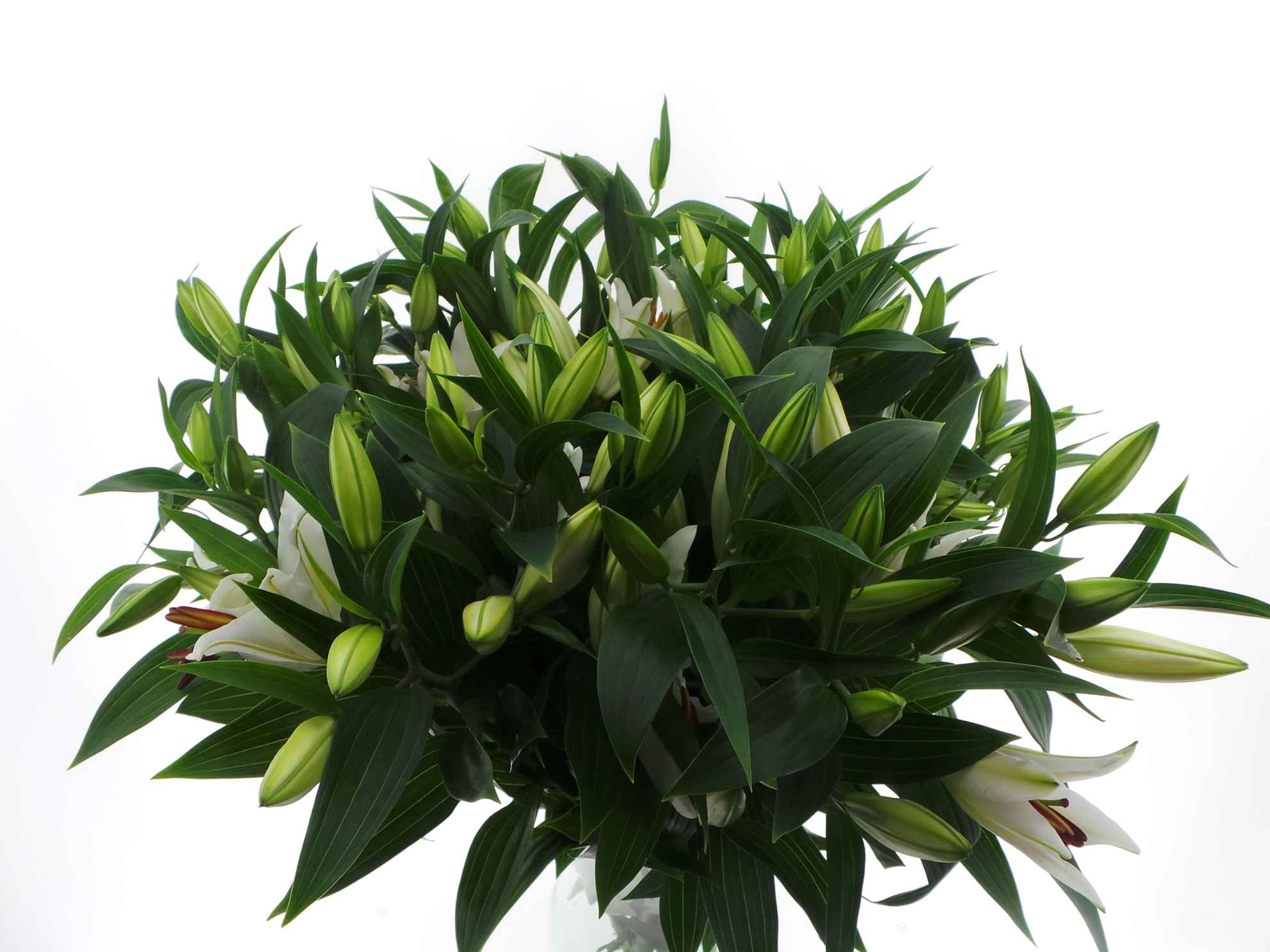 Срезанные цветы оптом Bouquet mono lelie oriental white x3 60cm от 10шт из Голландии с доставкой по России