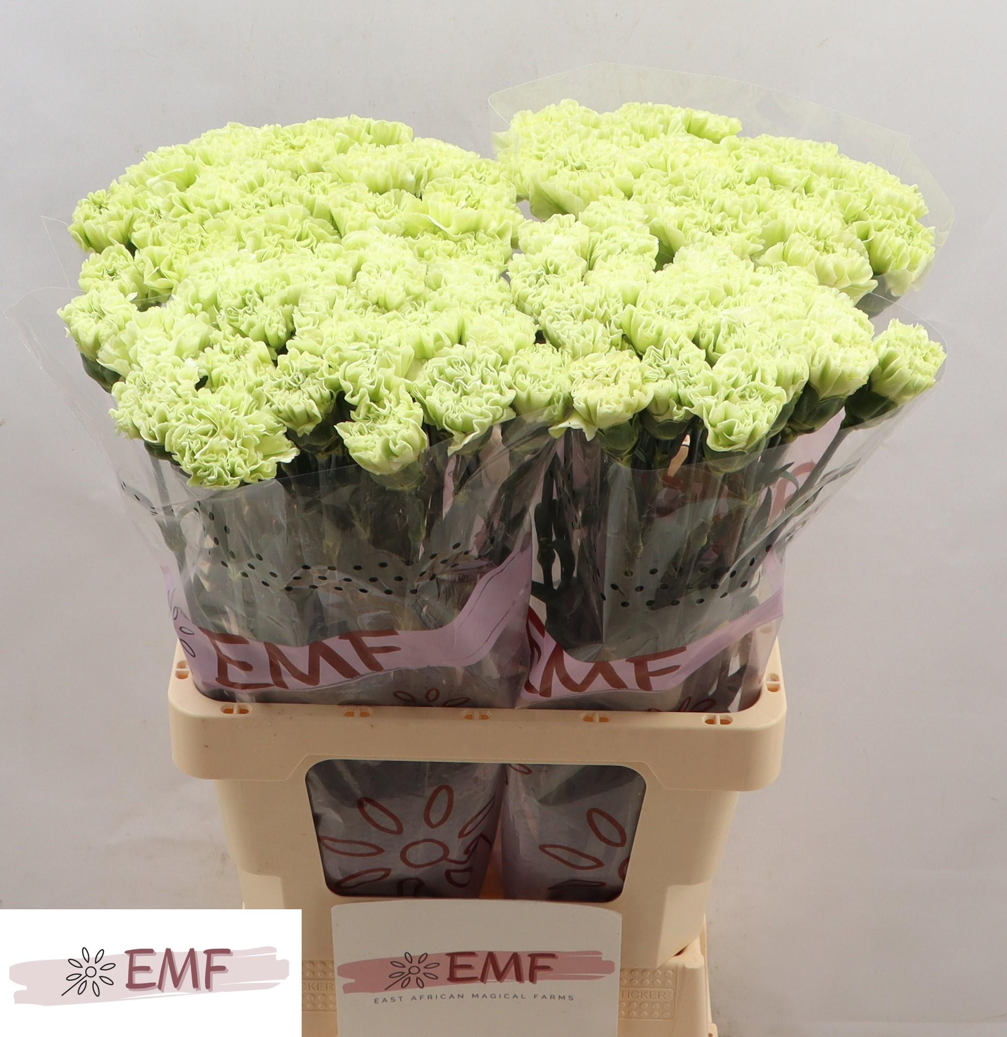 Срезанные цветы оптом Dianthus st alessandria от 80шт из Голландии с доставкой по России