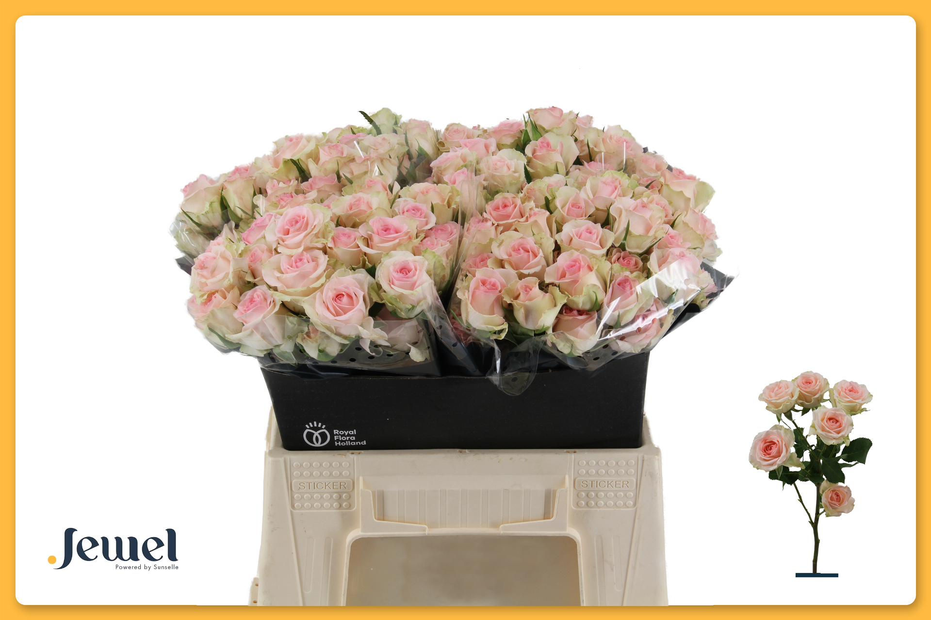 Срезанные цветы оптом Rosa spray happy wedding от 20шт из Голландии с доставкой по России