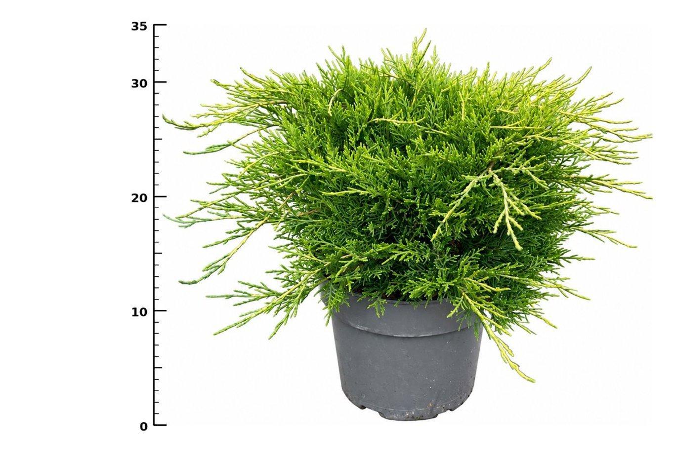 Горшечные цветы и растения оптом Juniperus Pfitz Old Gold от 1шт из Голландии с доставкой по России