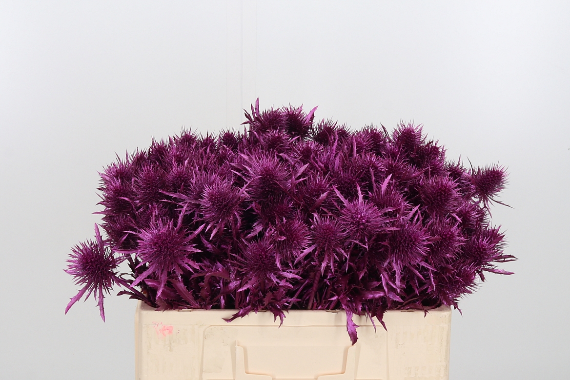 Срезанные цветы оптом Eryngium alpinum paint от 40шт из Голландии с доставкой по России