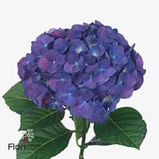 Срезанные цветы оптом Hydrangea royal anne от 10шт из Голландии с доставкой по России