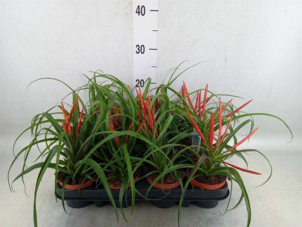 Горшечные цветы и растения оптом Tillandsia Flabellata от 12шт (для телеги) из Голландии с доставкой по России