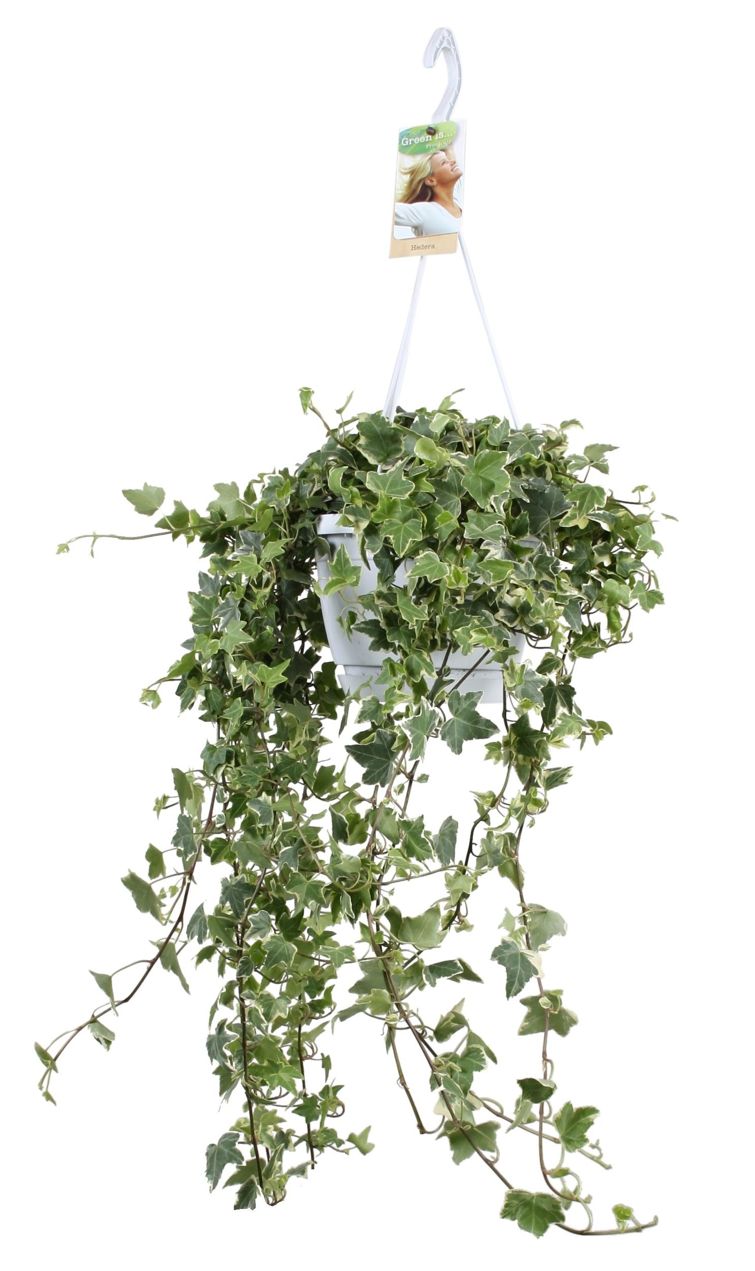 Горшечные цветы и растения оптом Hedera Helix Eva Hangpot от 1шт из Голландии с доставкой по России