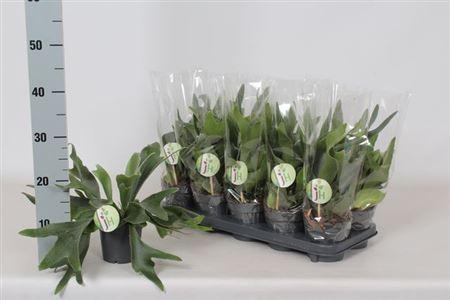 Горшечные цветы и растения оптом Platyc Bifurcatum от 10шт из Голландии с доставкой по России