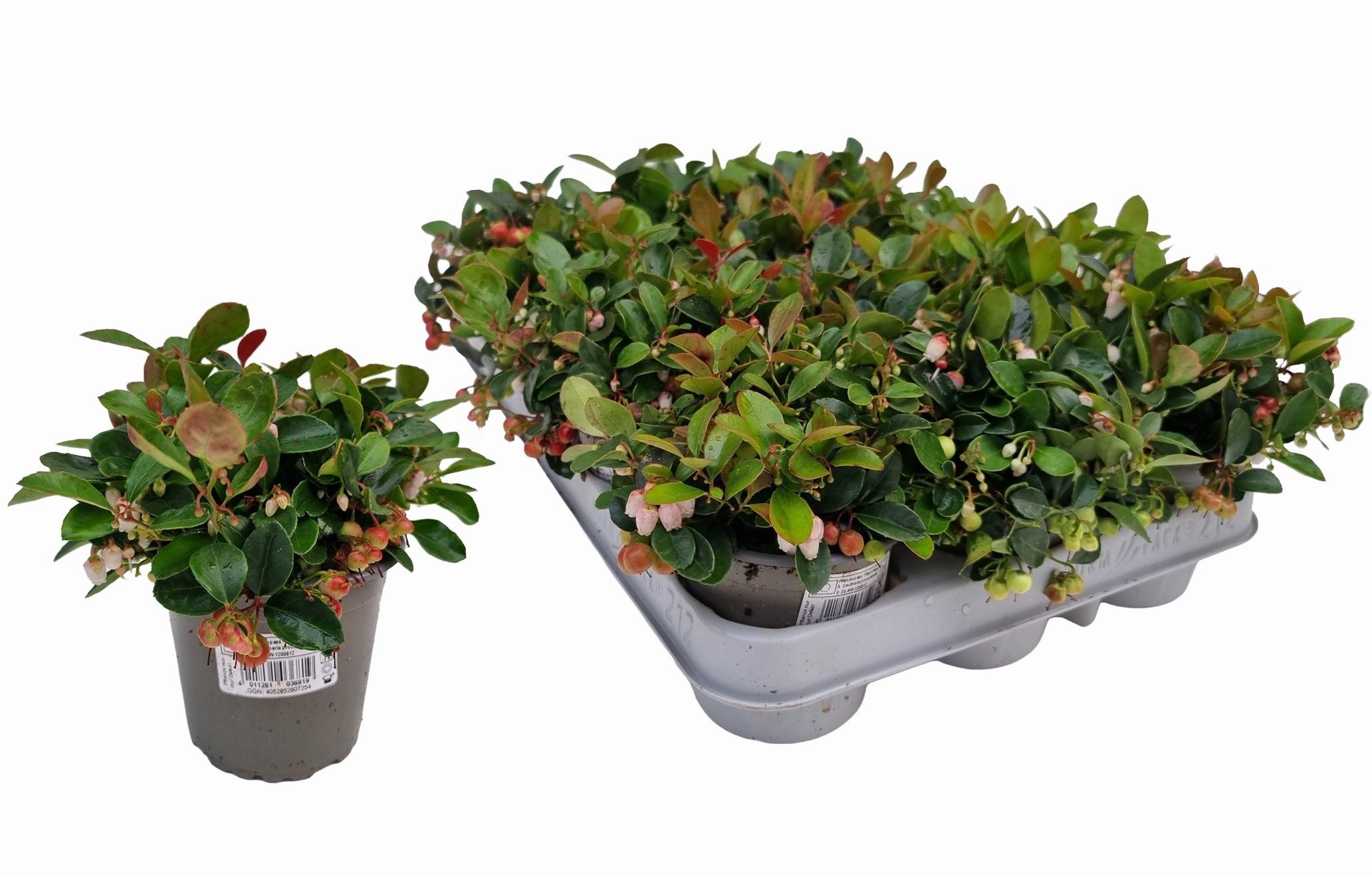 Горшечные цветы и растения оптом Gaulth Procumbens от 12шт (для телеги) из Голландии с доставкой по России