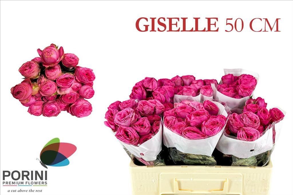 Срезанные цветы оптом Rosa spray giselle! от 30шт из Голландии с доставкой по России