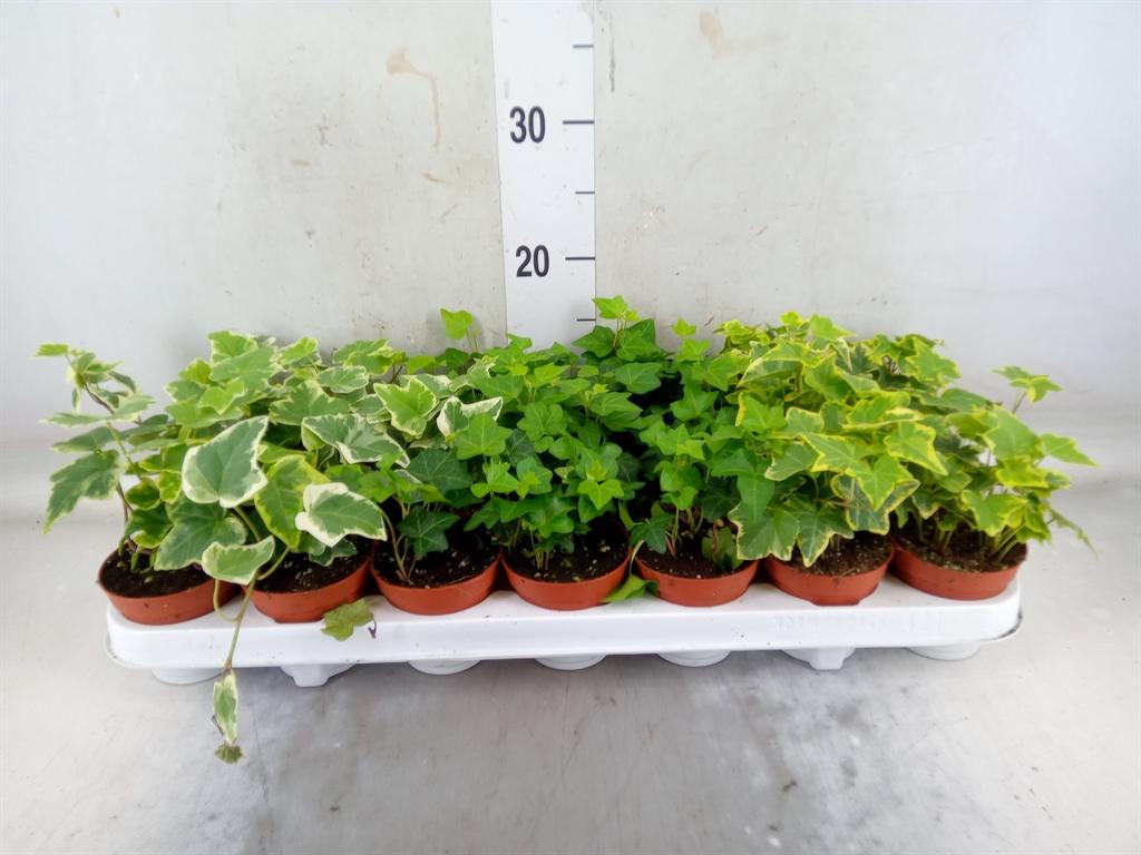 Горшечные цветы и растения оптом Hedera   ...mix от 21шт (для телеги) из Голландии с доставкой по России