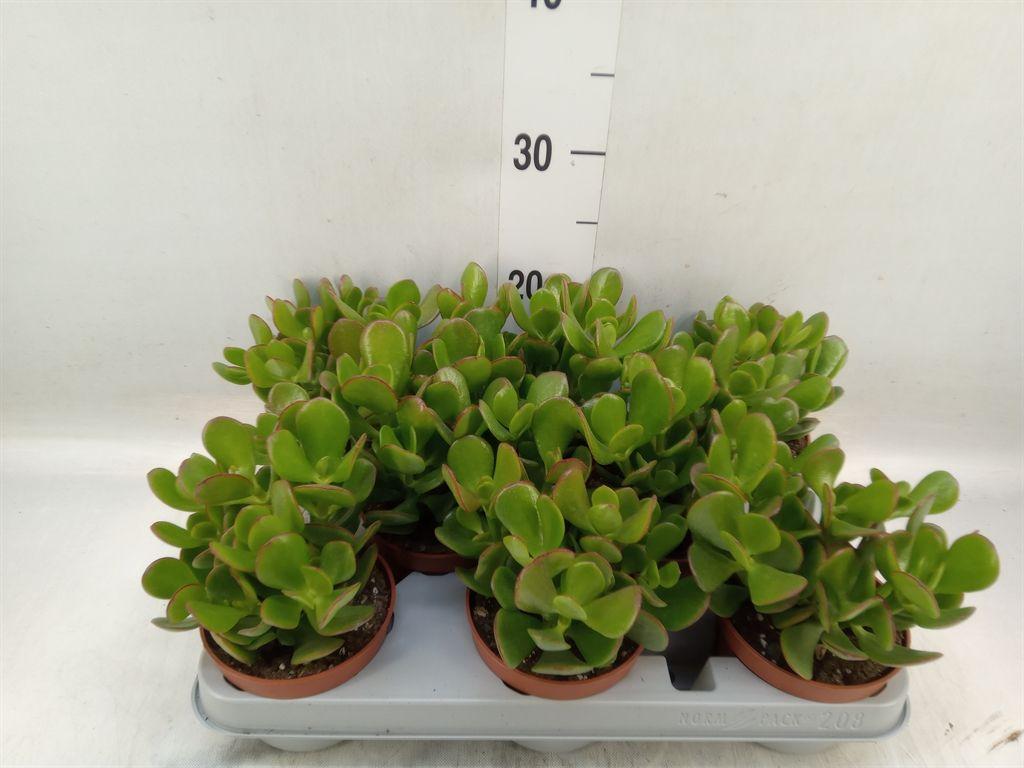 Горшечные цветы и растения оптом Crassula Ovata от 8шт из Голландии с доставкой по России