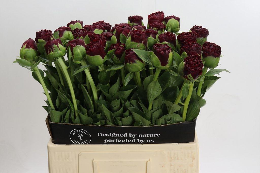 Срезанные цветы оптом Paeonia ole faithful от 40шт из Голландии с доставкой по России