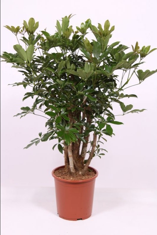 Горшечные цветы и растения оптом Schefflera Compacta Bush от 1шт из Голландии с доставкой по России
