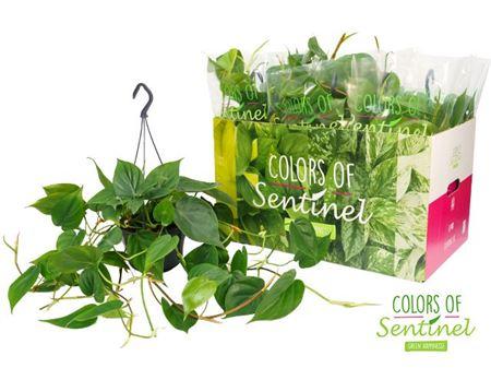 Горшечные цветы и растения оптом Philodendron Scandens Hang от 6шт из Голландии с доставкой по России