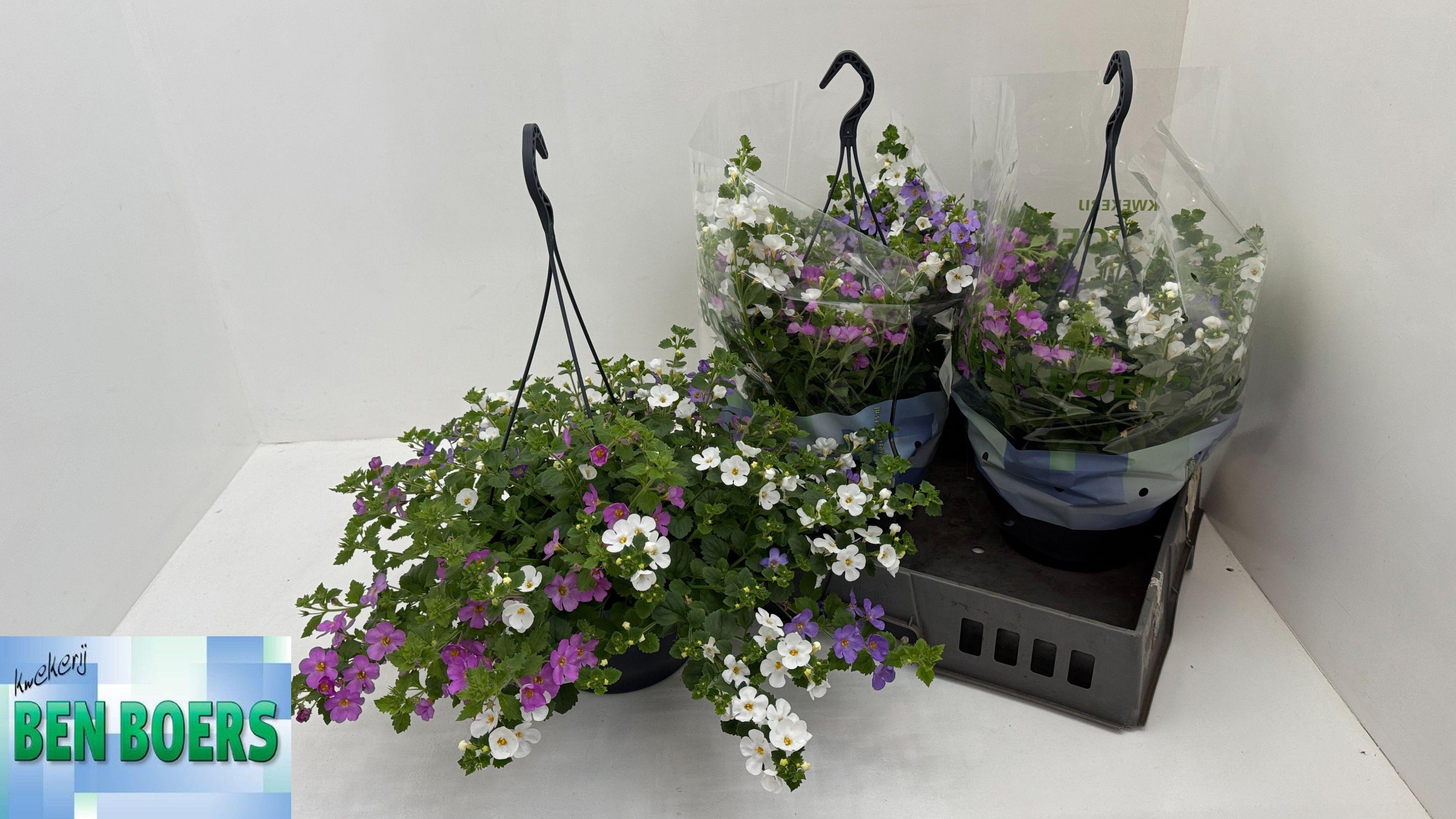 Горшечные цветы и растения оптом Sut Trixi Falls от 3шт из Голландии с доставкой по России