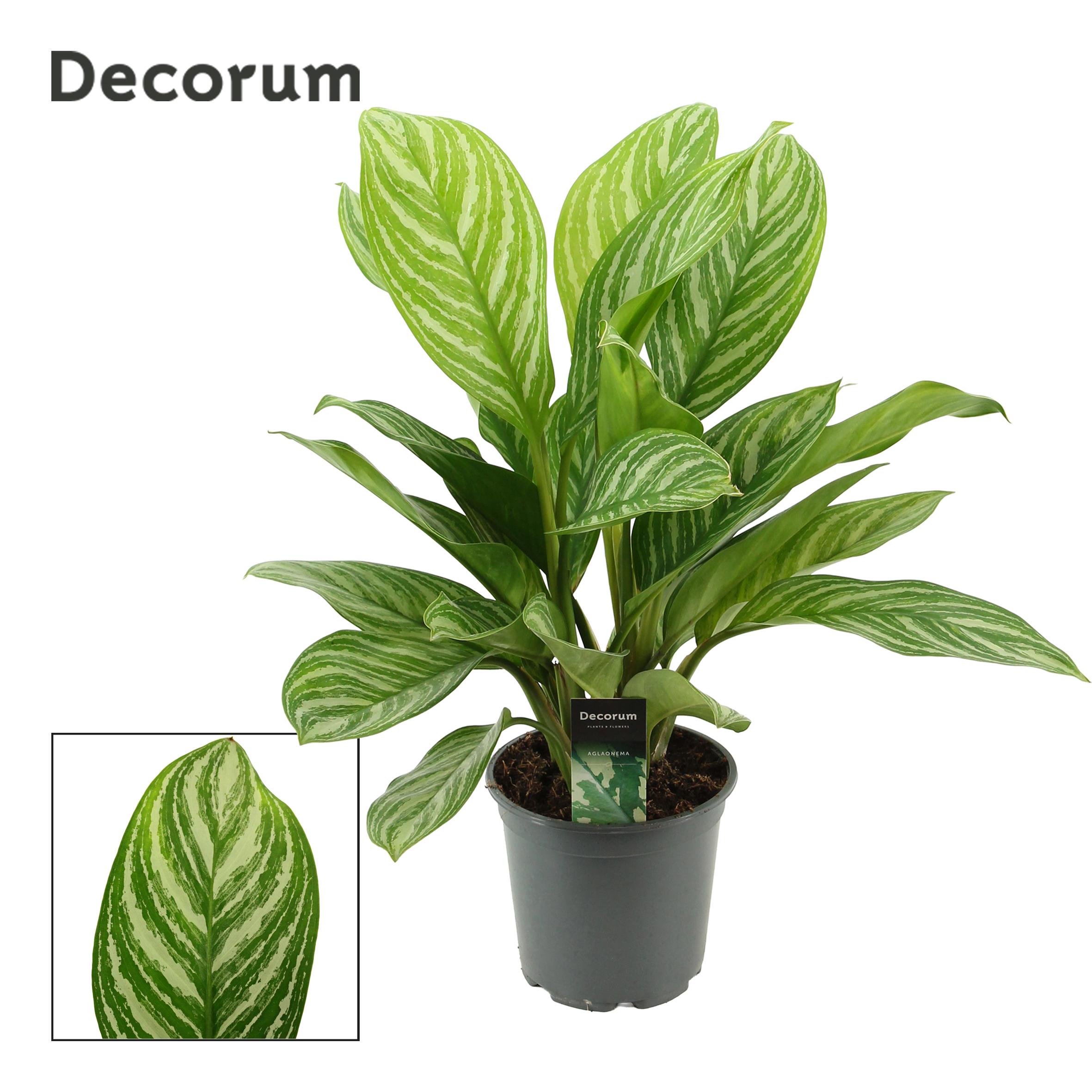 Горшечные цветы и растения оптом Aglaonema Stripes (dec) от 1шт из Голландии с доставкой по России