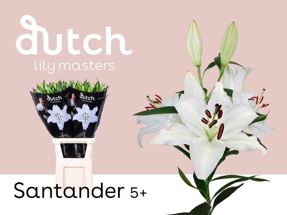Срезанные цветы оптом Lilium or santander от 30шт из Голландии с доставкой по России