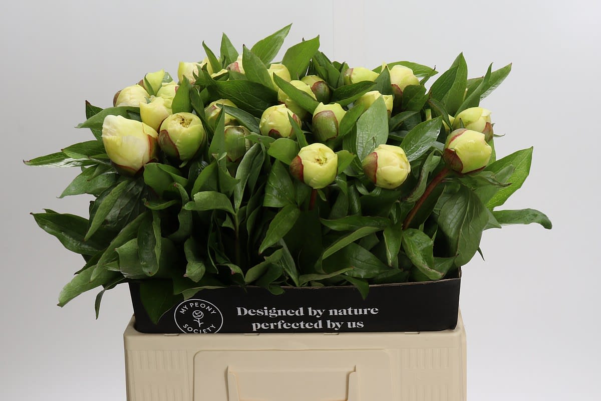 Срезанные цветы оптом Paeonia sunny girl от 30шт из Голландии с доставкой по России