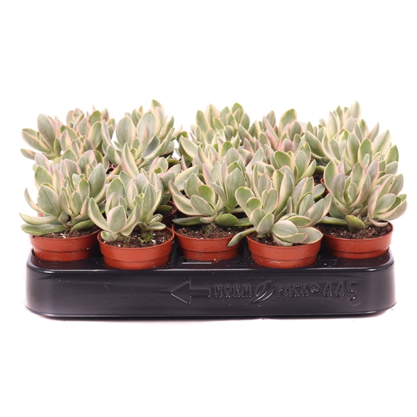 Горшечные цветы и растения оптом Crassula Money Maker Jade Variegata от 20шт из Голландии с доставкой по России