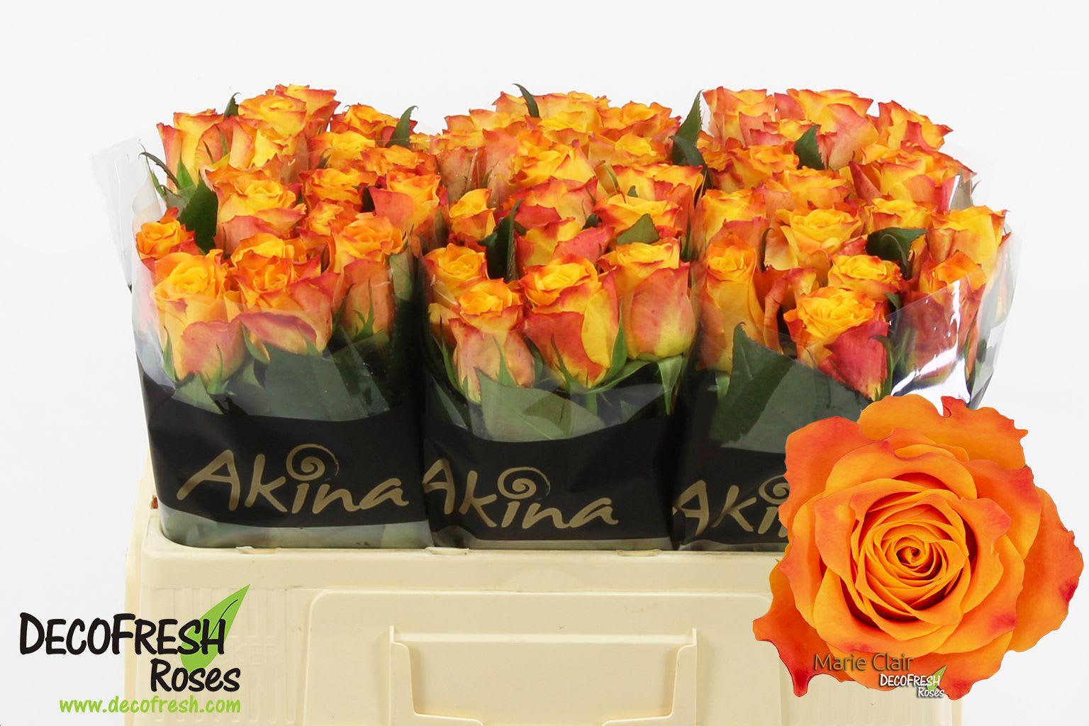 Срезанные цветы оптом Rosa large marie-claire! от 60шт из Голландии с доставкой по России