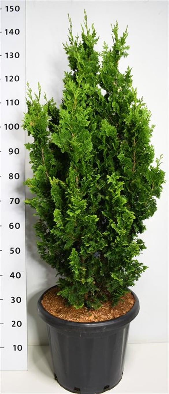Горшечные цветы и растения оптом Thuja Occ Zmatlik от 1шт из Голландии с доставкой по России
