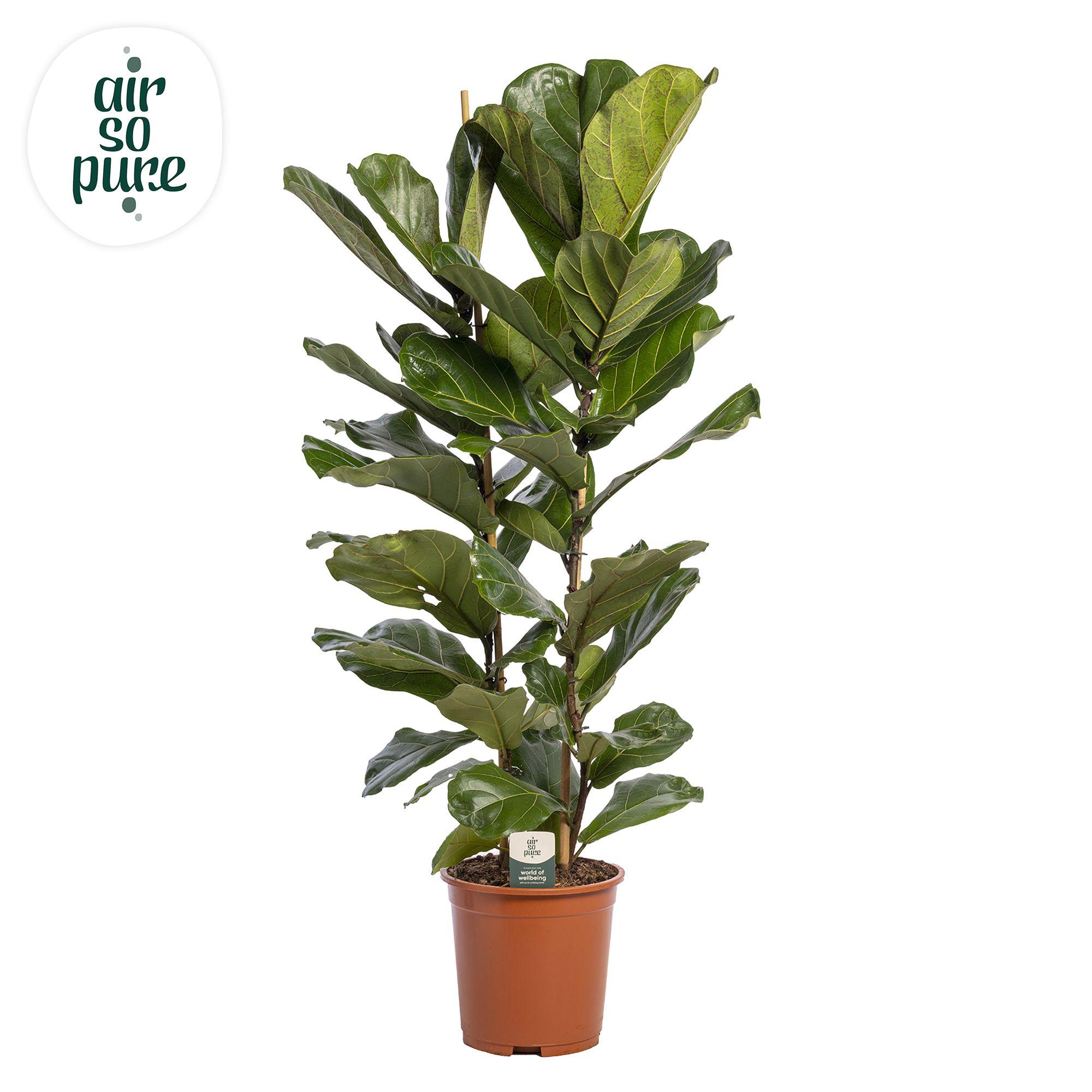 Горшечные цветы и растения оптом Ficus Lyrata 2pp (air So Pure) от 1шт из Голландии с доставкой по России
