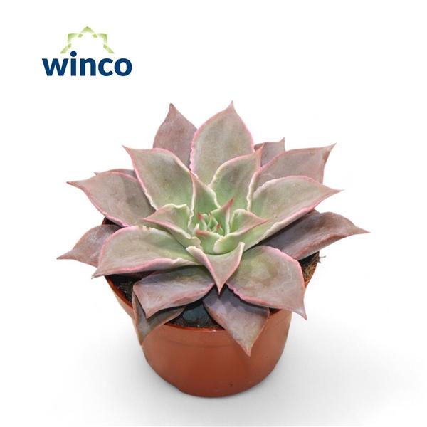 Горшечные цветы и растения оптом Echeveria Madiba от 12шт из Голландии с доставкой по России