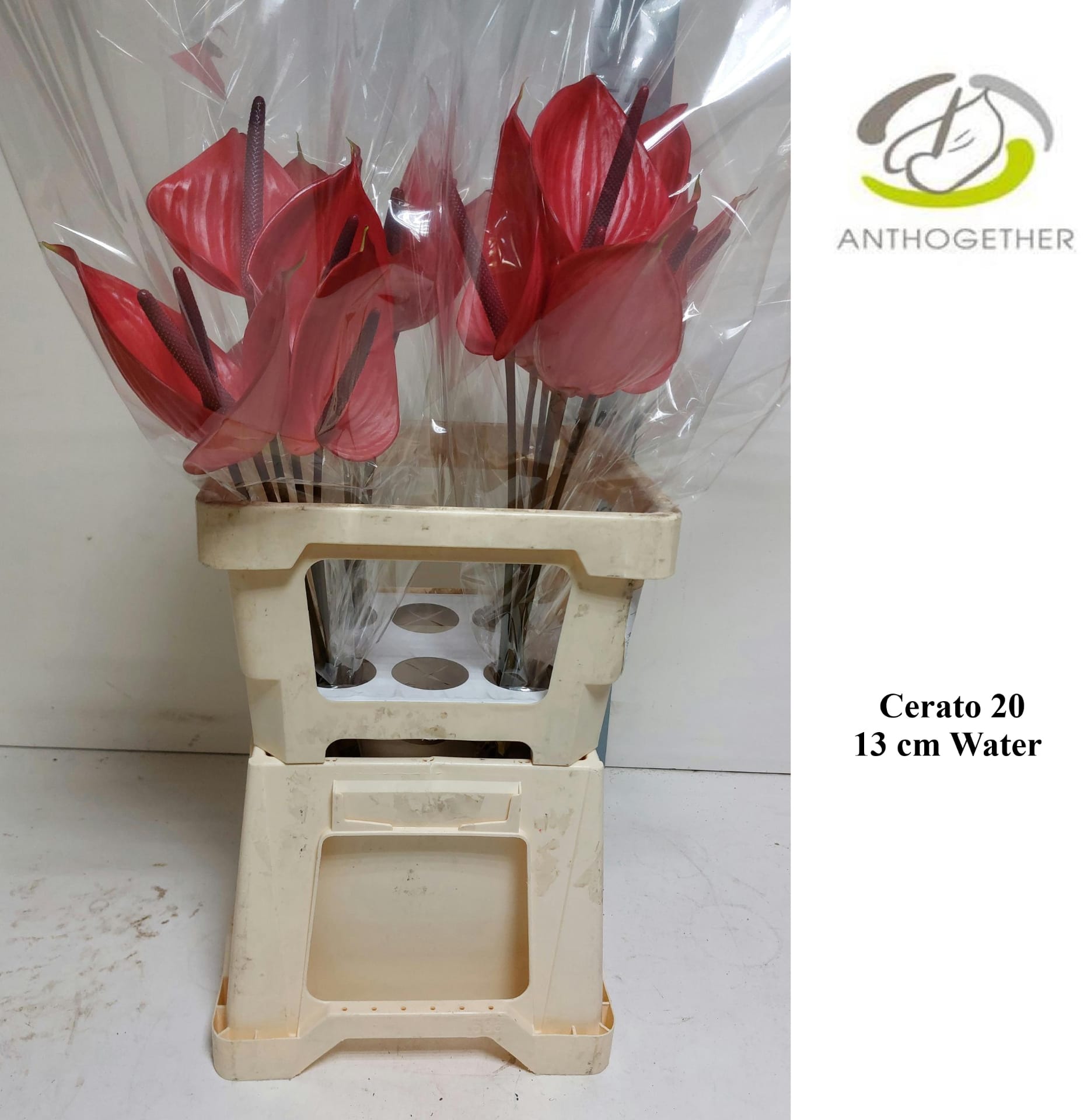 Срезанные цветы оптом Anthurium cerato от 20шт из Голландии с доставкой по России