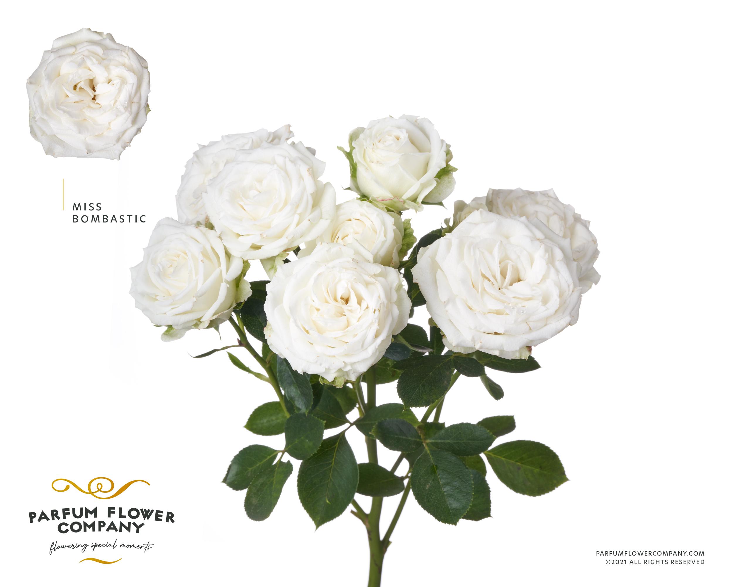 Срезанные цветы оптом Rosa spray miss bombastic от 12шт из Голландии с доставкой по России