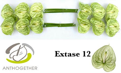 Срезанные цветы оптом Anthurium extase от 12шт из Голландии с доставкой по России