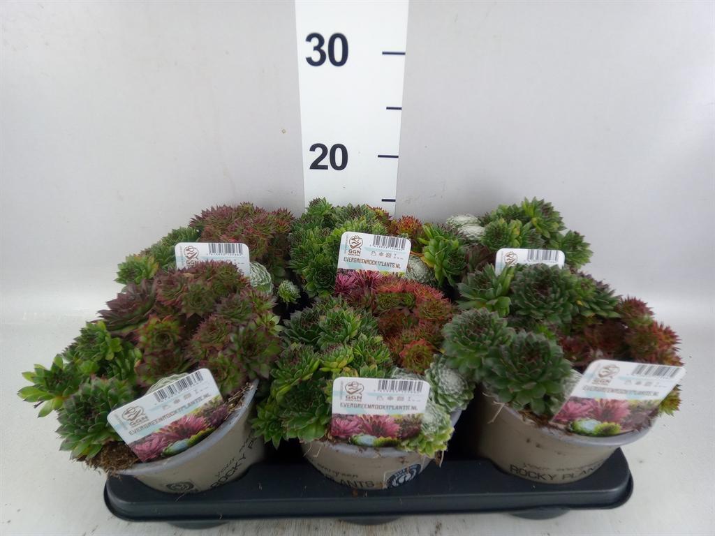 Горшечные цветы и растения оптом Sempervivum ...mix от 6шт из Голландии с доставкой по России