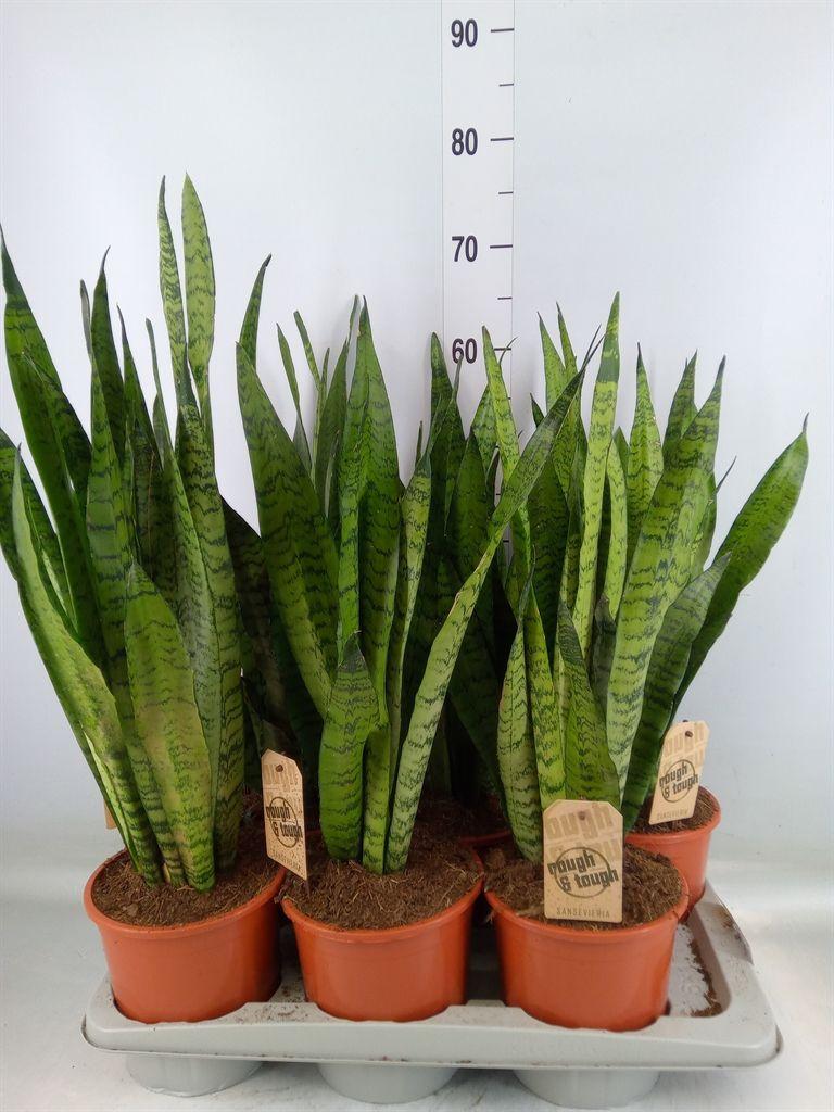 Горшечные цветы и растения оптом Sansevieria Zeylanica от 6шт из Голландии с доставкой по России