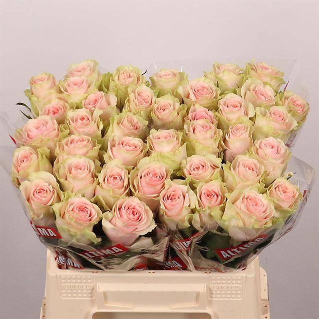 Срезанные цветы оптом Rosa large frutteto от 40шт. из Голландии с доставкой по России