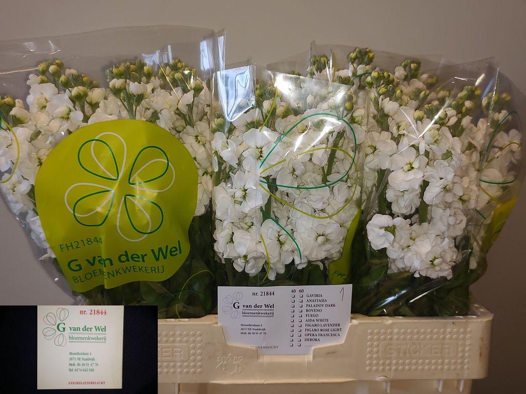 Срезанные цветы оптом Matthiola white от 60шт из Голландии с доставкой по России