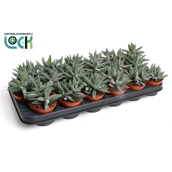 Горшечные цветы и растения оптом Crassula Silver Spark от 18шт (для телеги) из Голландии с доставкой по России