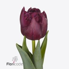 Срезанные цветы оптом Tulipa do alison bradley от 50шт из Голландии с доставкой по России