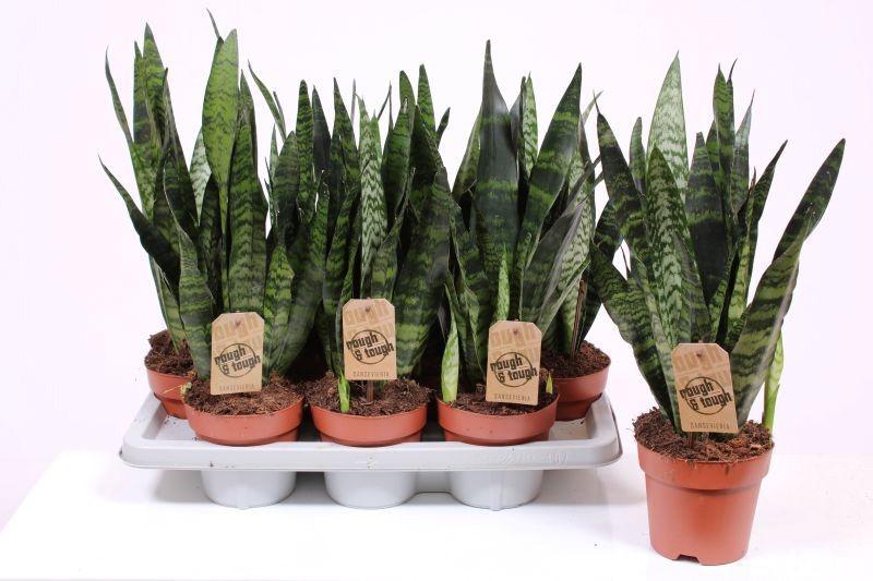 Горшечные цветы и растения оптом Sansevieria Black Coral от 7шт из Голландии с доставкой по России