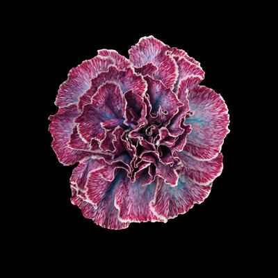 Срезанные цветы оптом Dianthus st paint hollandia от 80шт из Голландии с доставкой по России