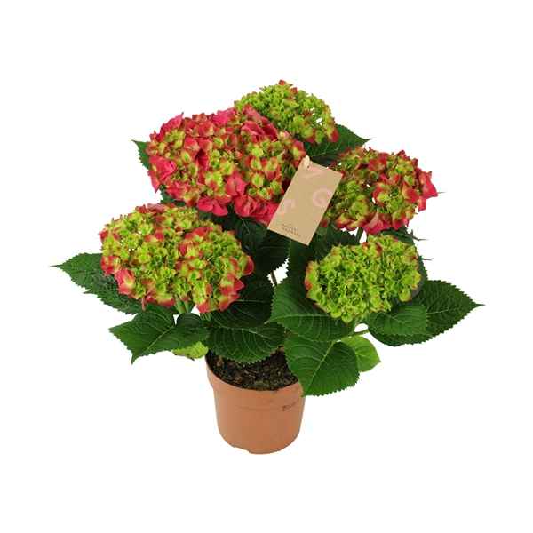 Горшечные цветы и растения оптом Hydrangea Ma Red 5+ от 6шт из Голландии с доставкой по России